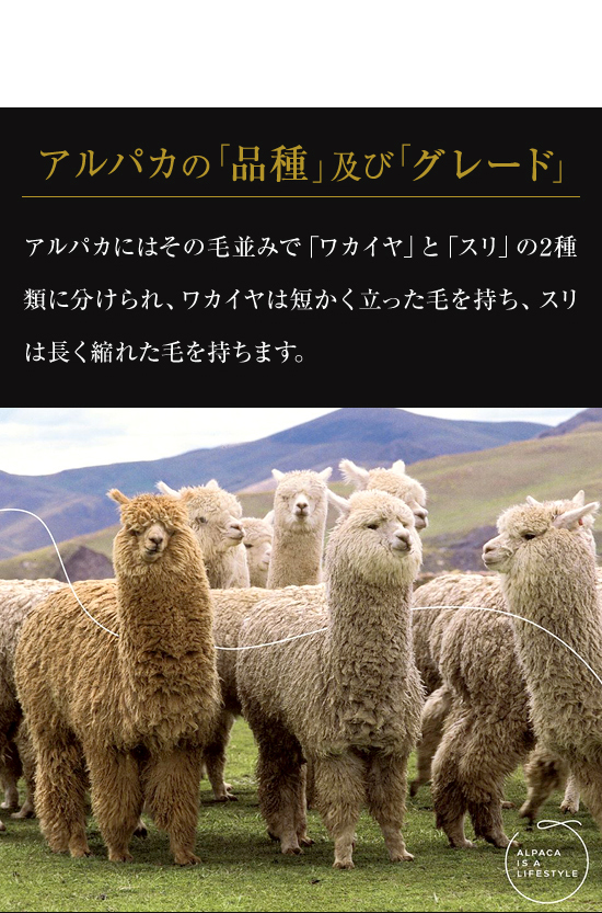 アルパカ製品なら信頼のトップブランド Kuna